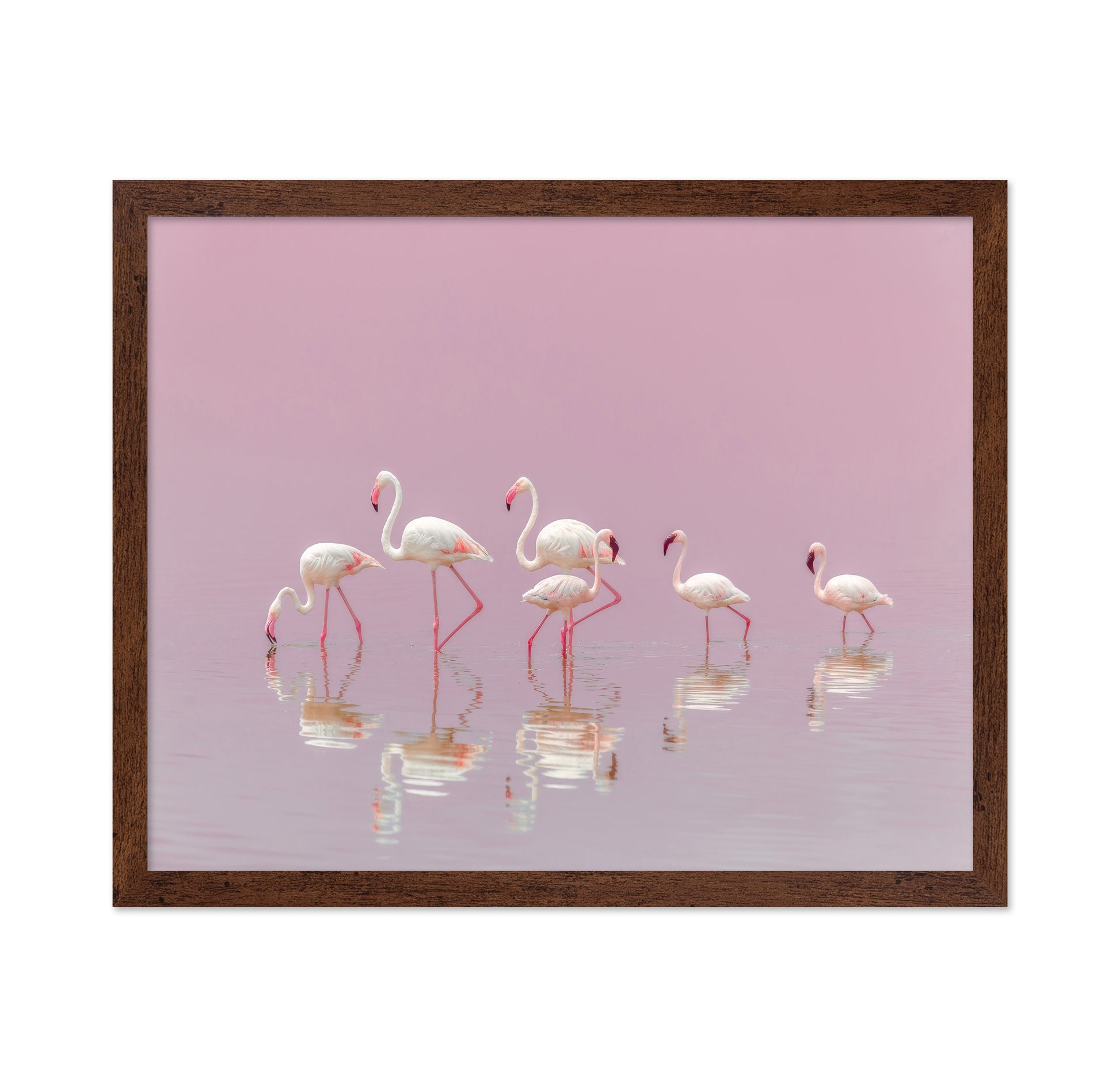 Flamingos