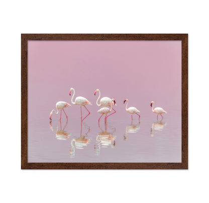 Flamingos