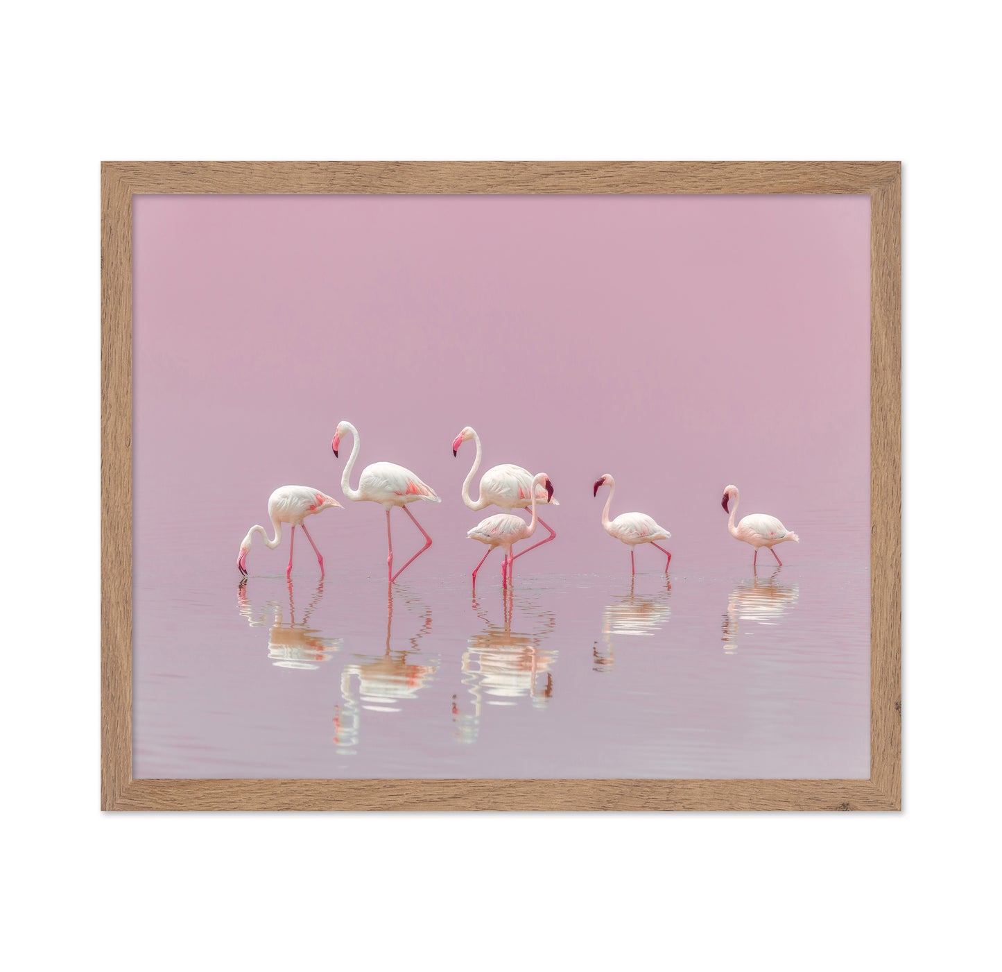 Flamingos