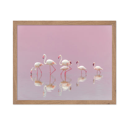 Flamingos