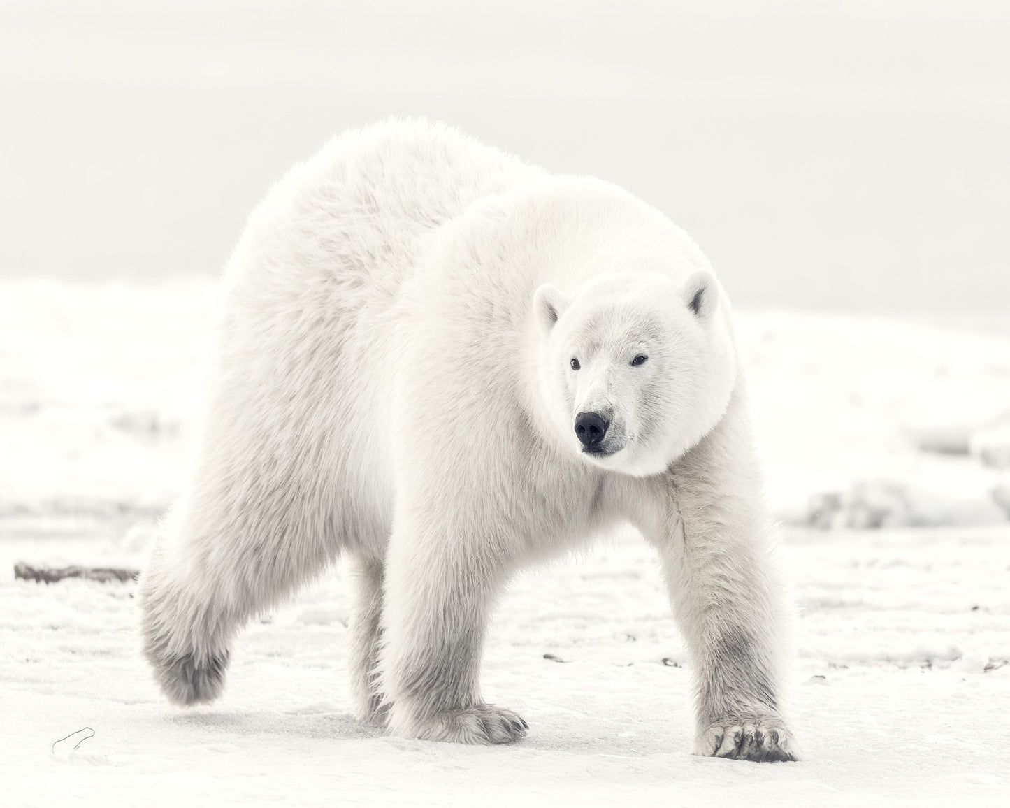 Alaskan King