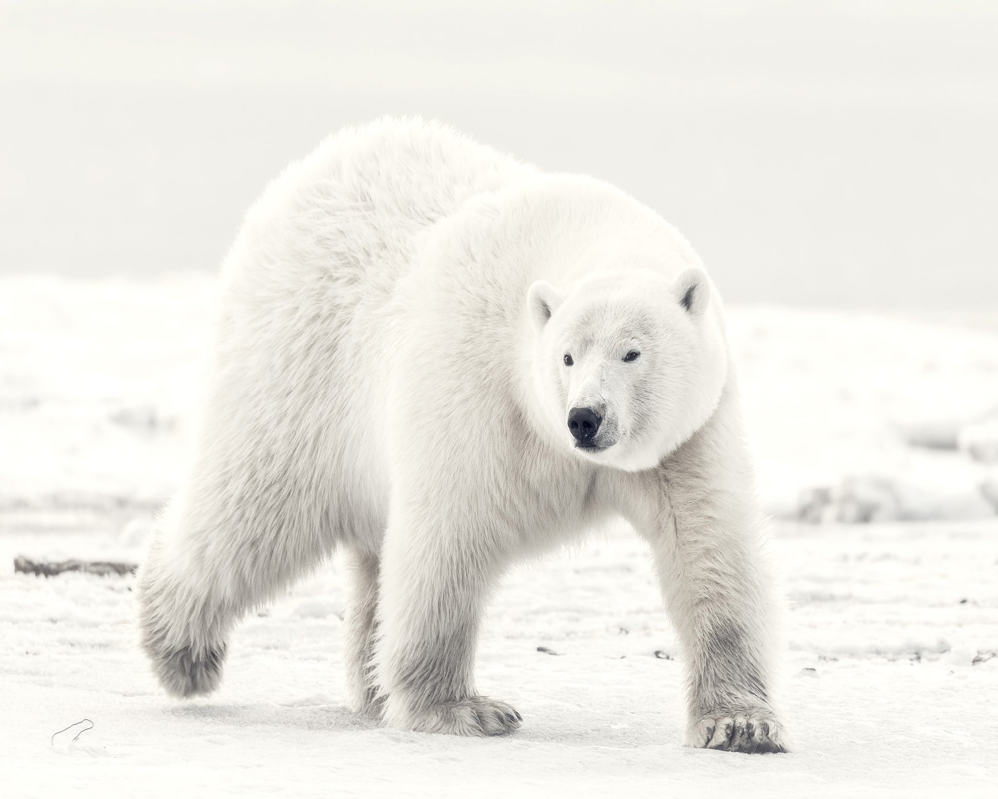 Alaskan King