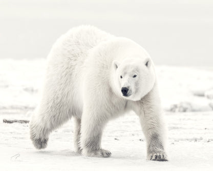 Alaskan King