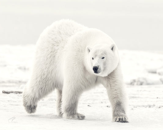 Alaskan King