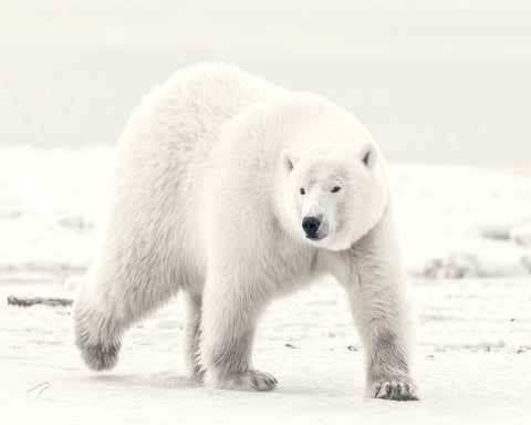 Alaskan King
