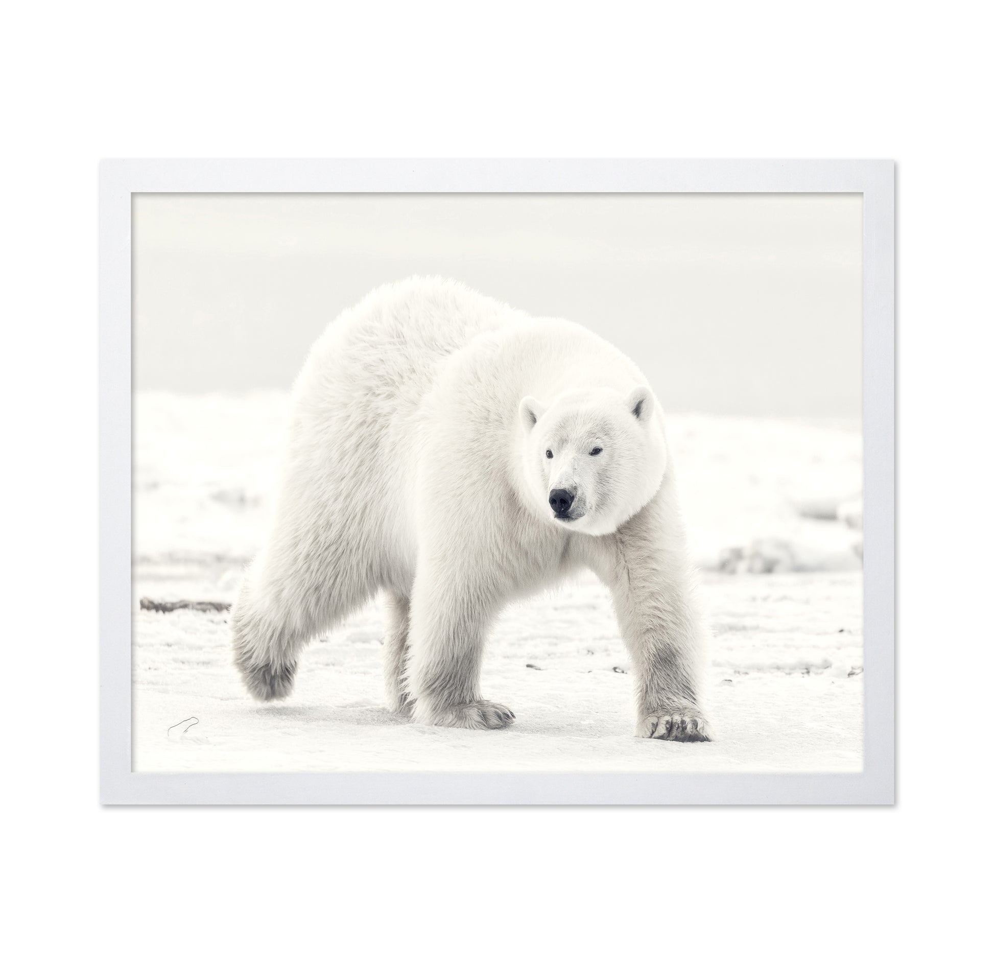 Alaskan King