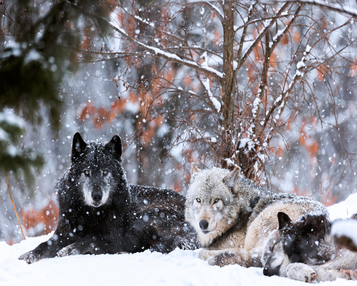 Family Portrait