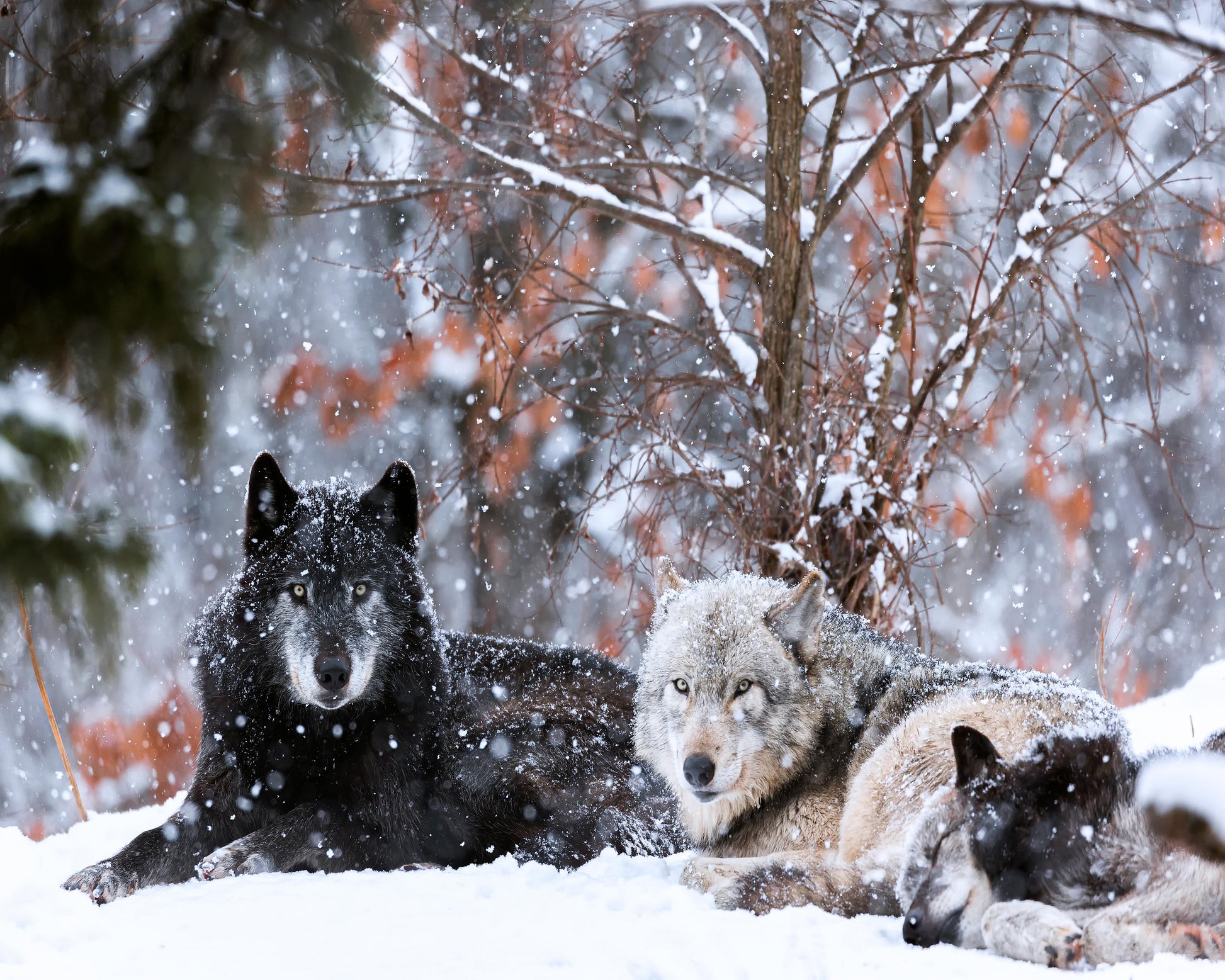 Family Portrait