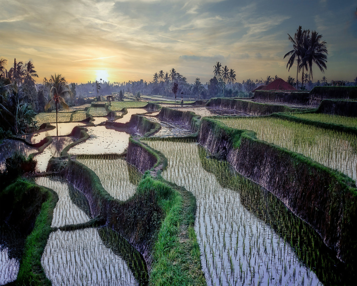 Paddy Fields Forever
