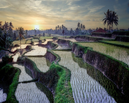 Paddy Fields Forever