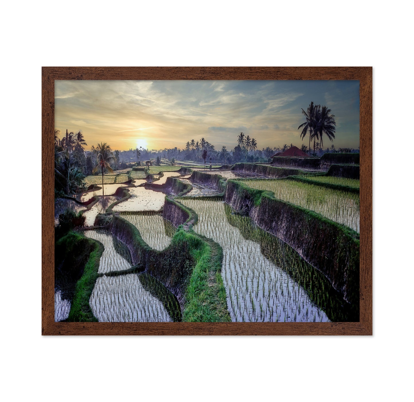 Paddy Fields Forever