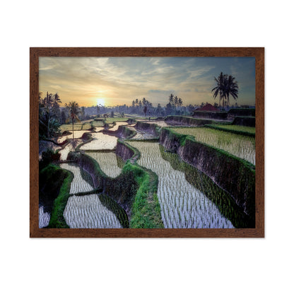 Paddy Fields Forever