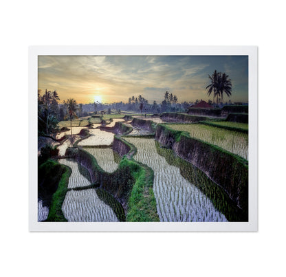 Paddy Fields Forever