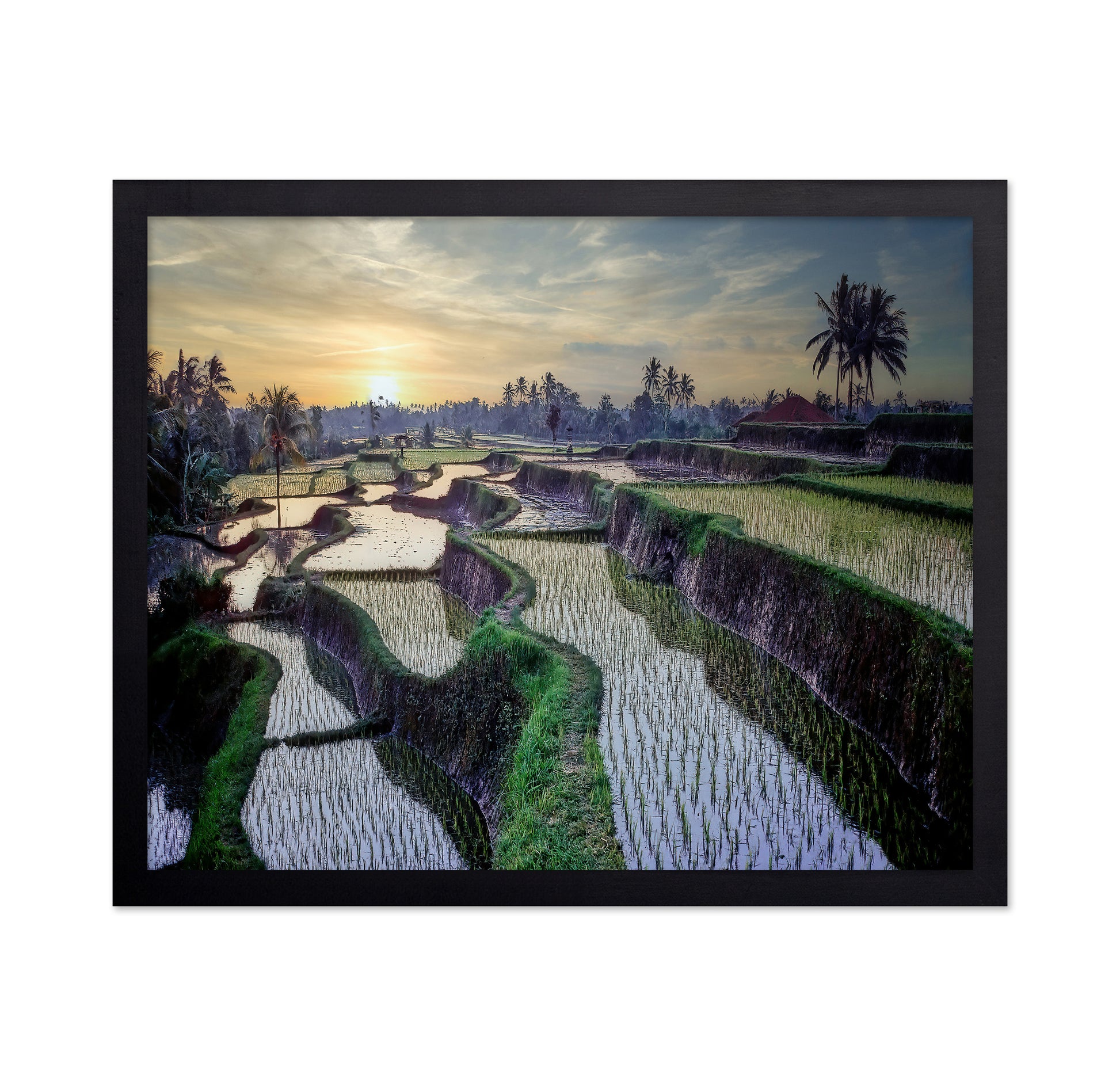 Paddy Fields Forever