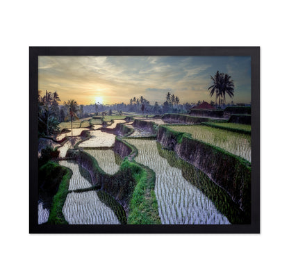 Paddy Fields Forever