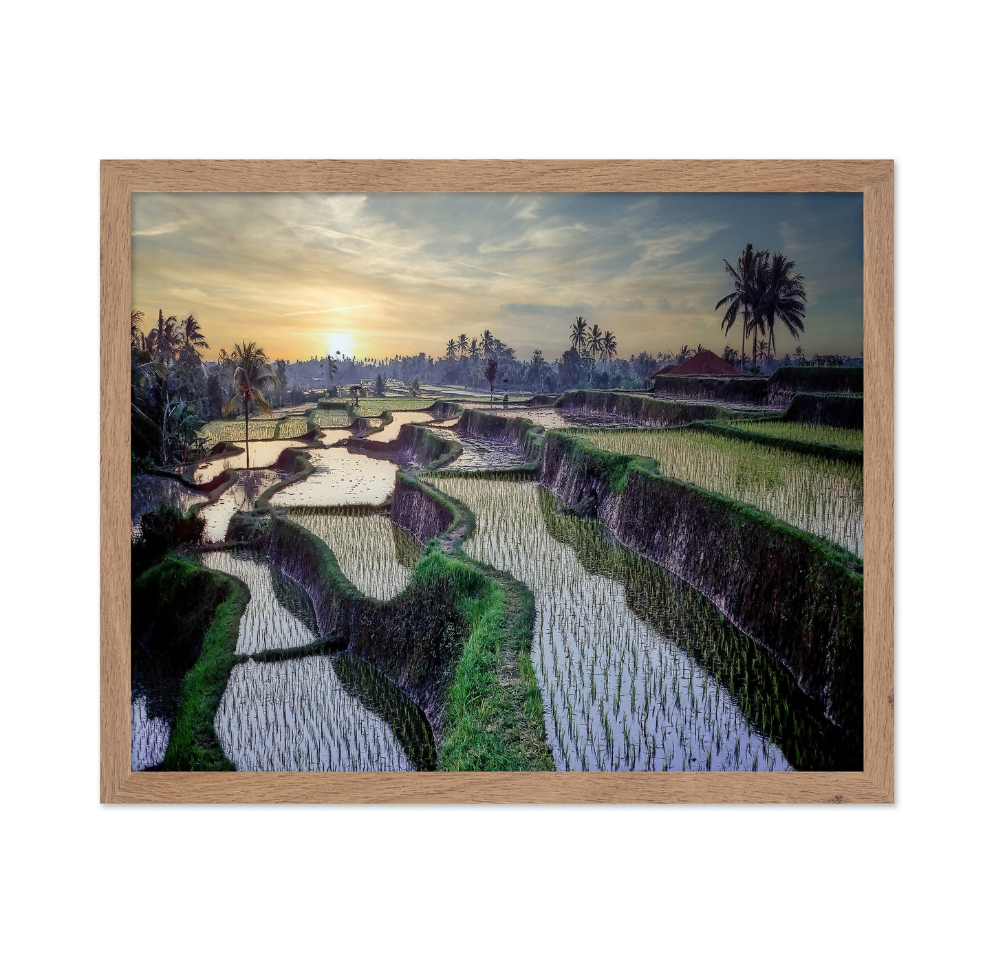 Paddy Fields Forever