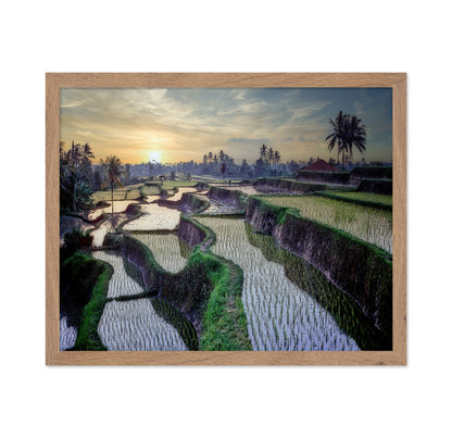 Paddy Fields Forever