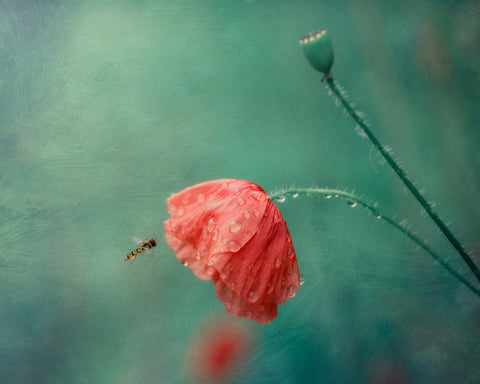 Post Rain Appetite