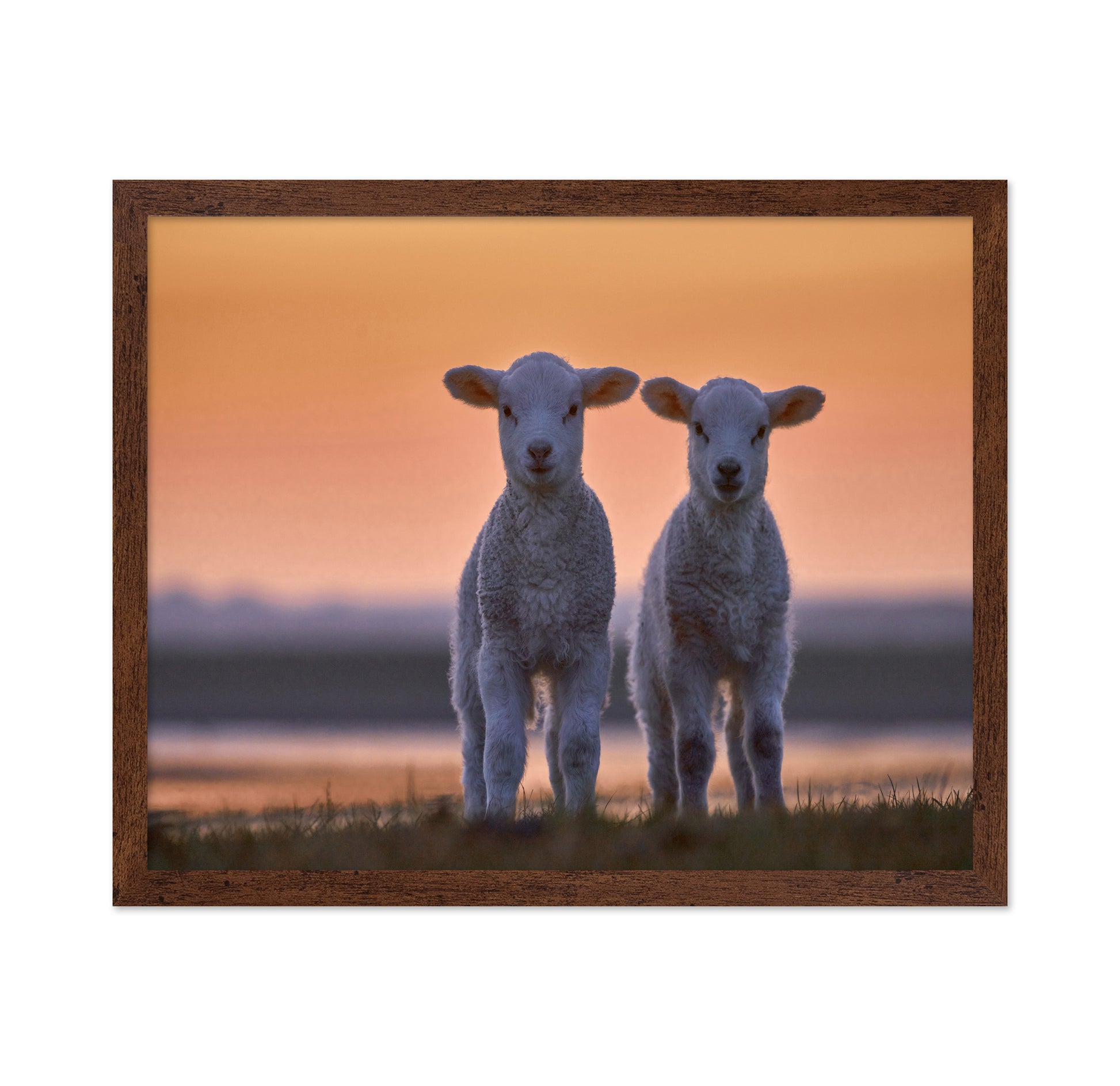 Lamb Twins