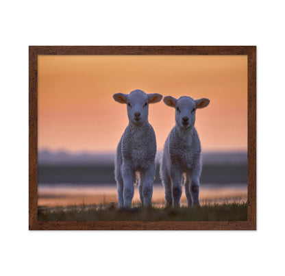 Lamb Twins