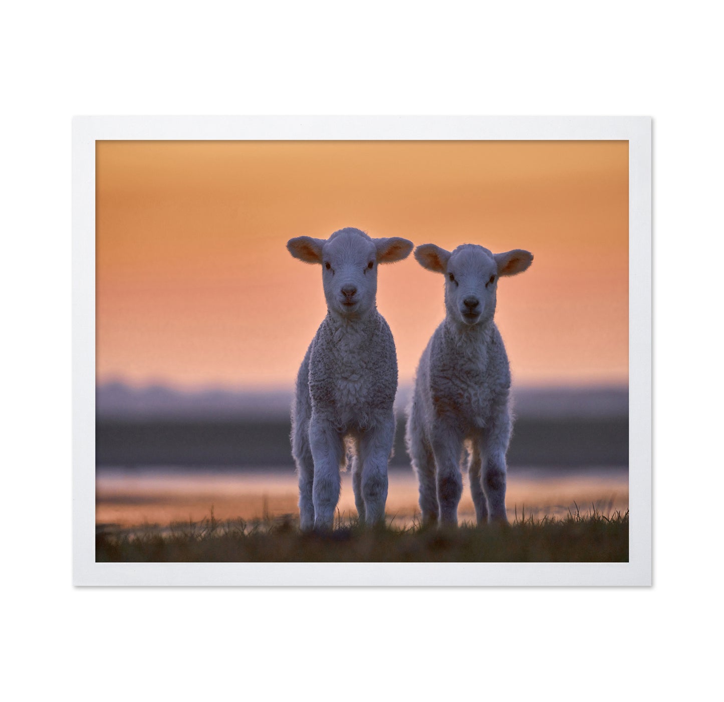 Lamb Twins