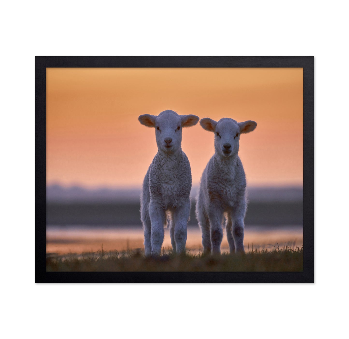 Lamb Twins