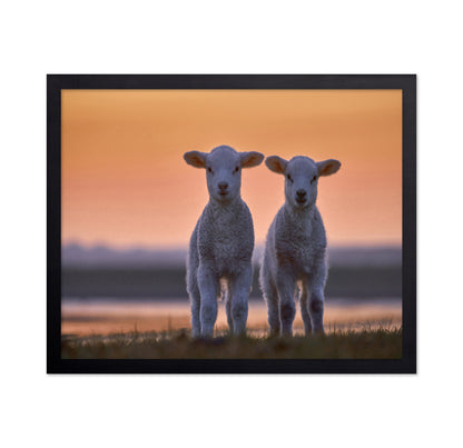 Lamb Twins
