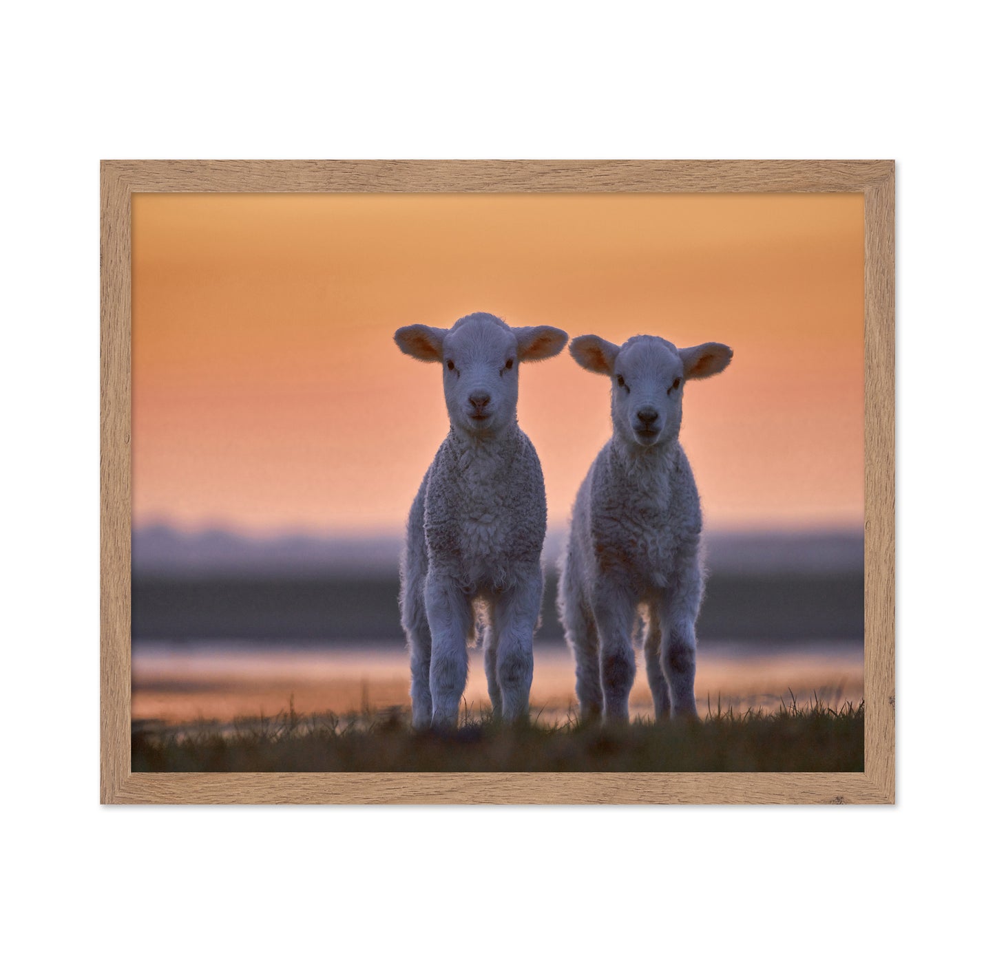 Lamb Twins