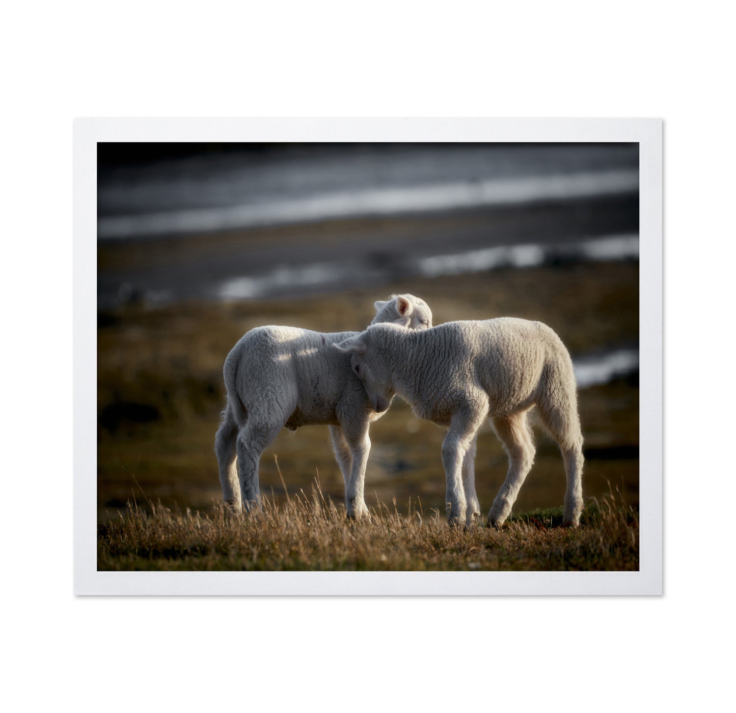 Lamb Friends