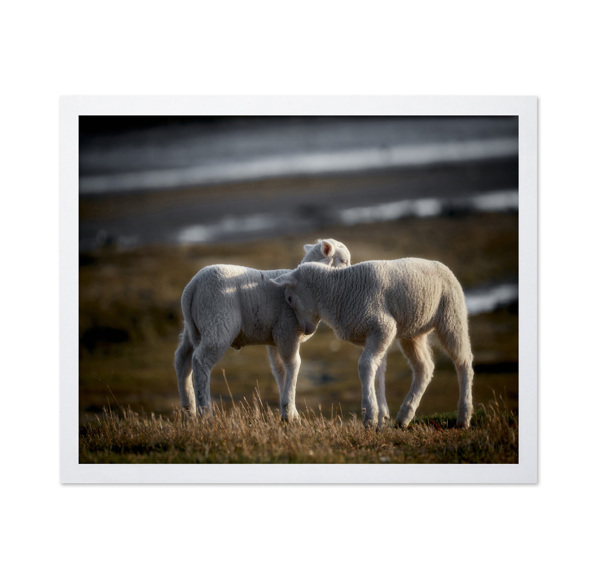Lamb Friends