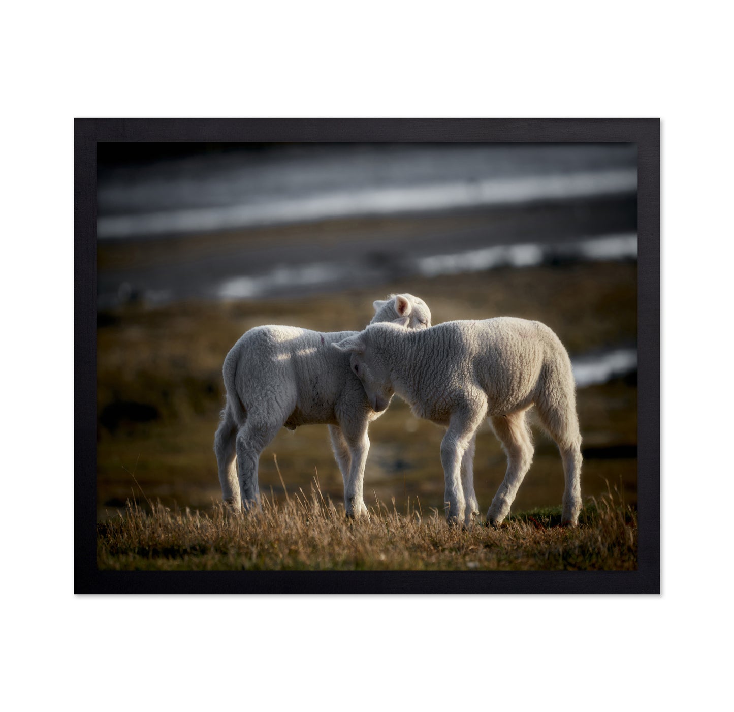 Lamb Friends