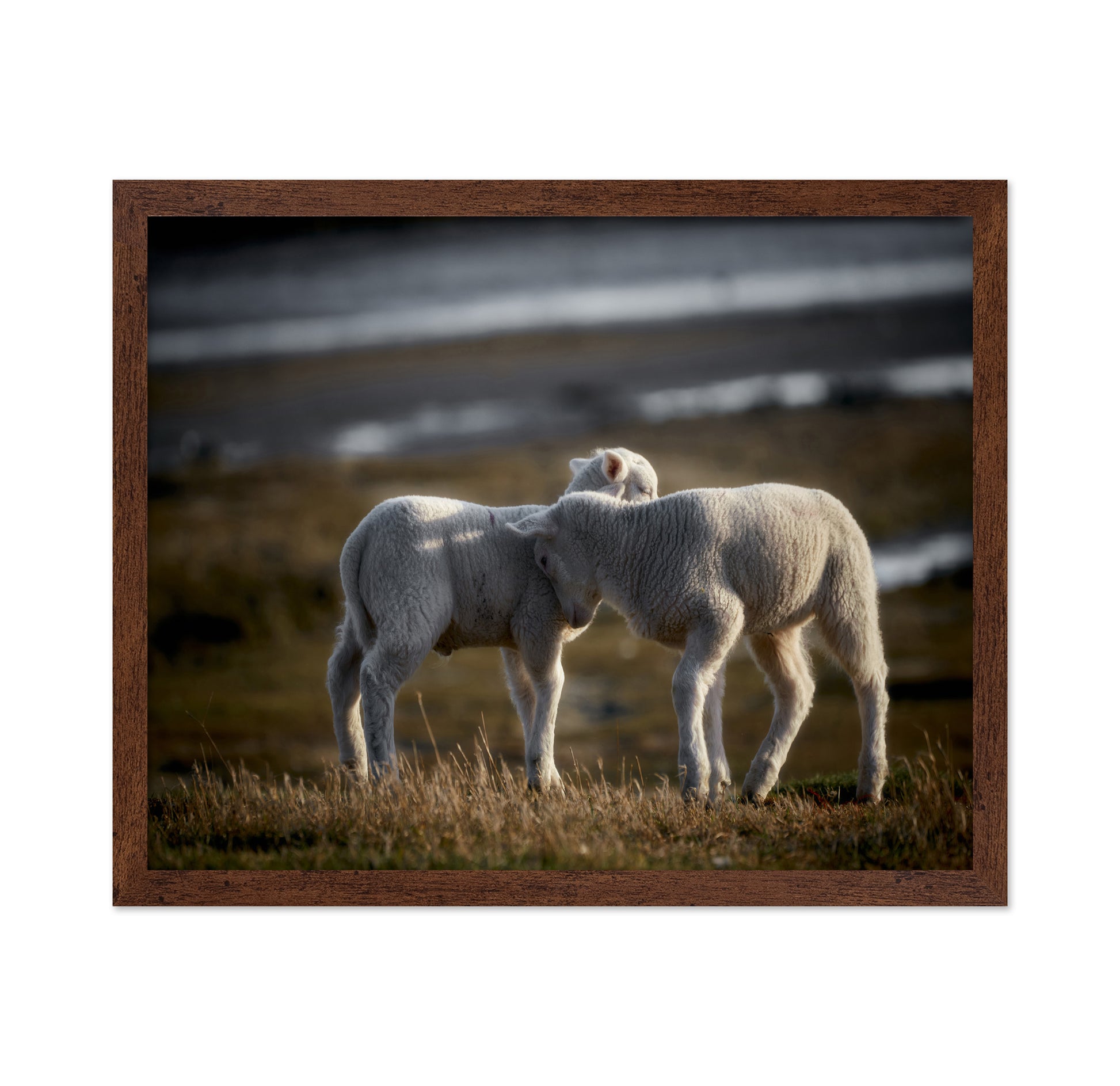 Lamb Friends