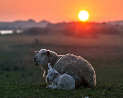 Sleep Well Sheep