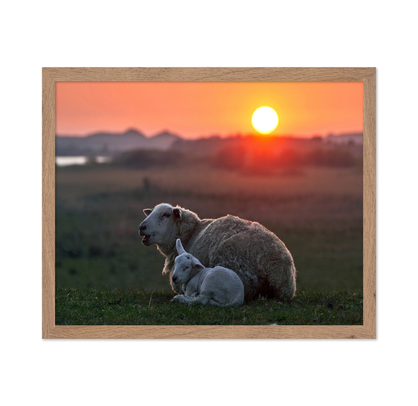 Sleep Well Sheep