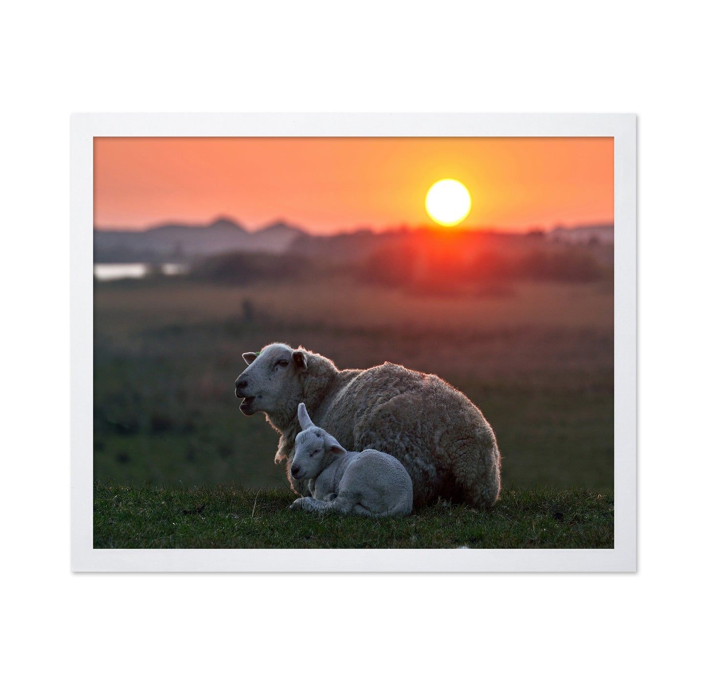 Sleep Well Sheep