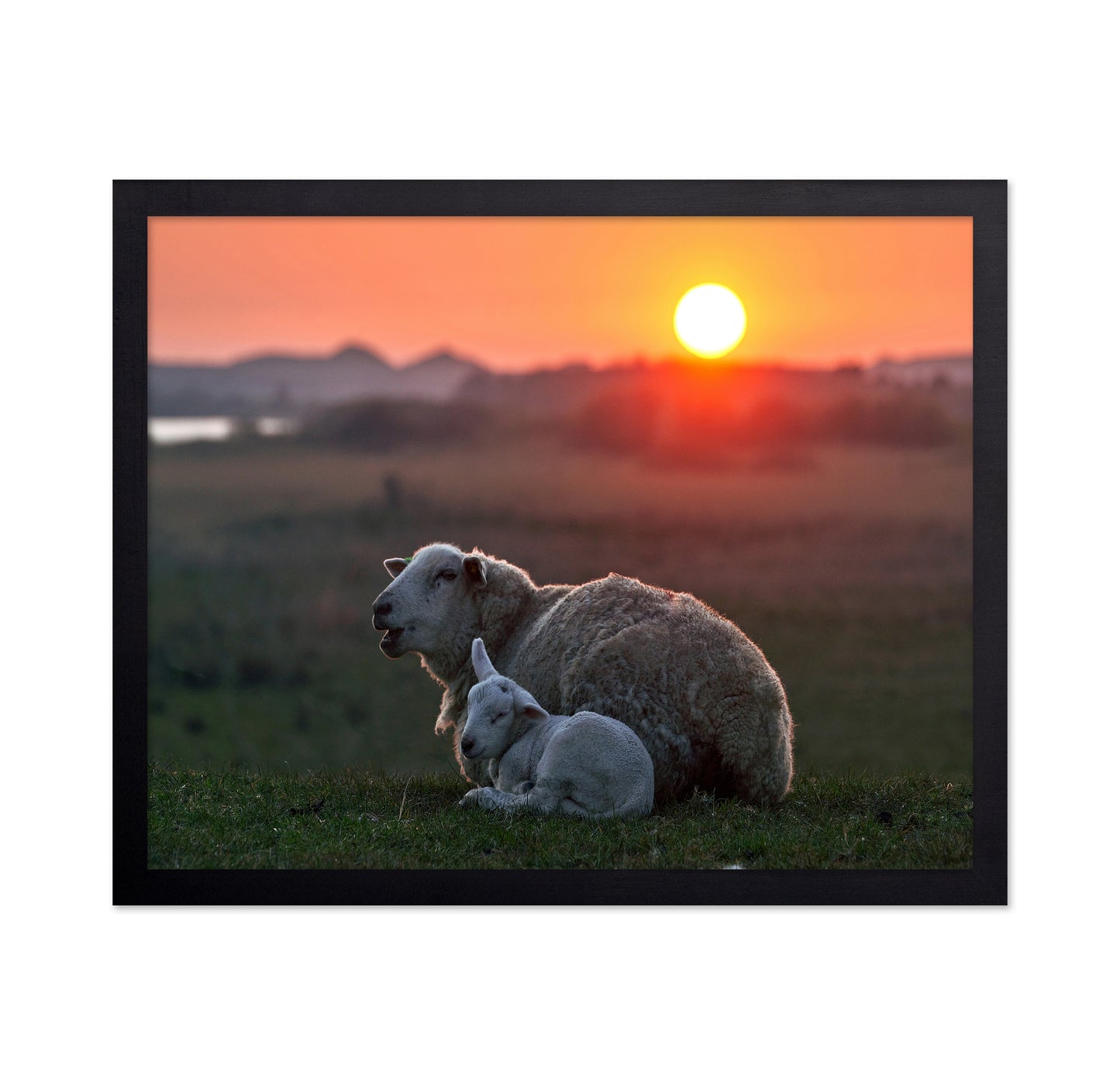 Sleep Well Sheep