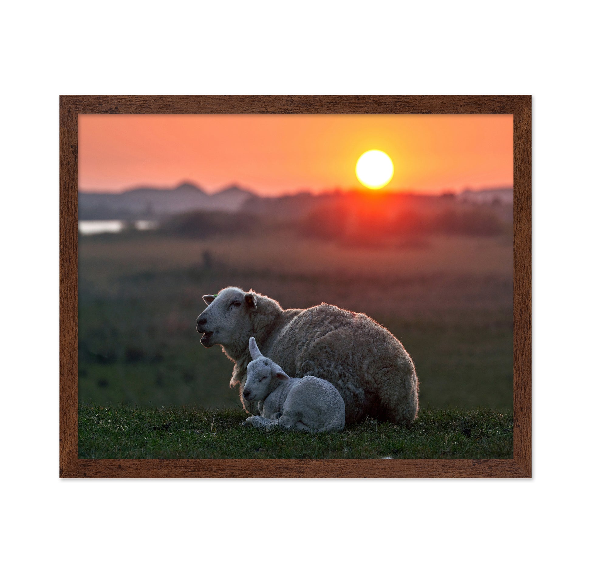 Sleep Well Sheep