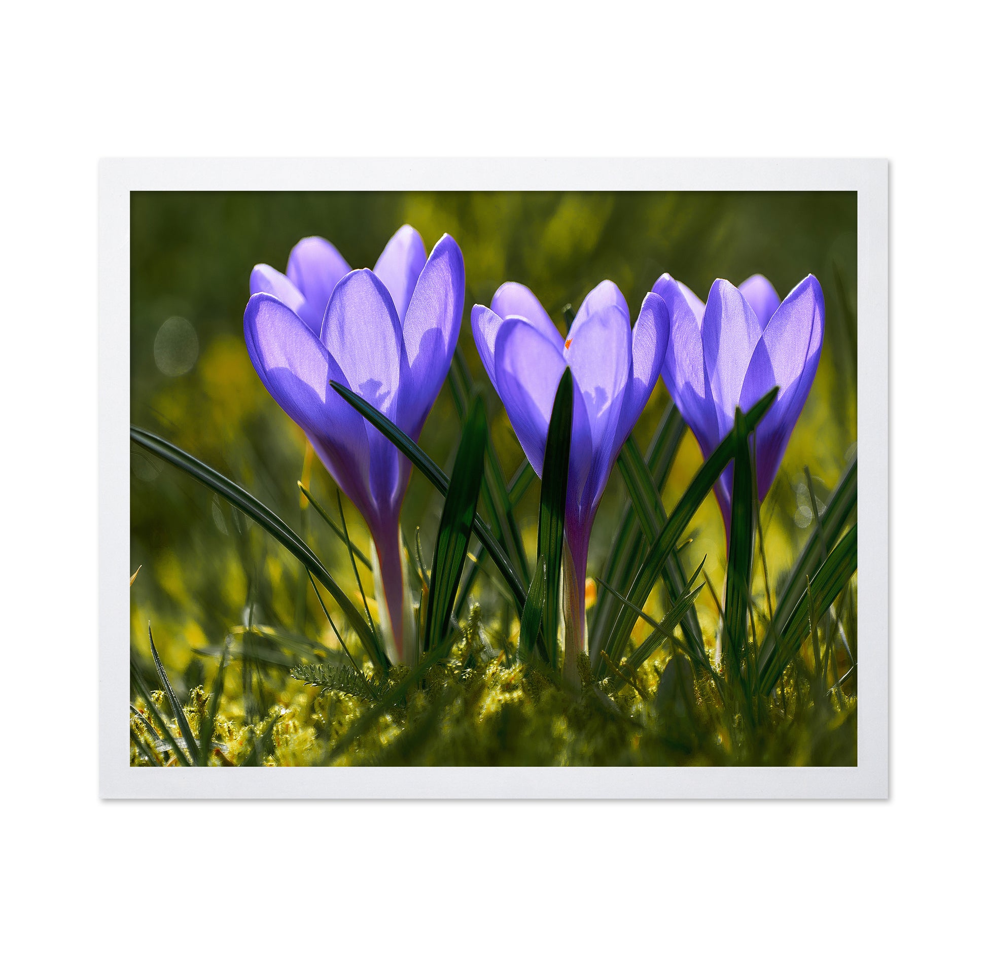 Three Crocuses
