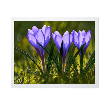 Three Crocuses