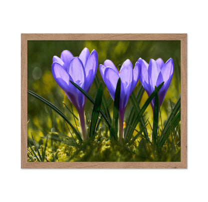 Three Crocuses