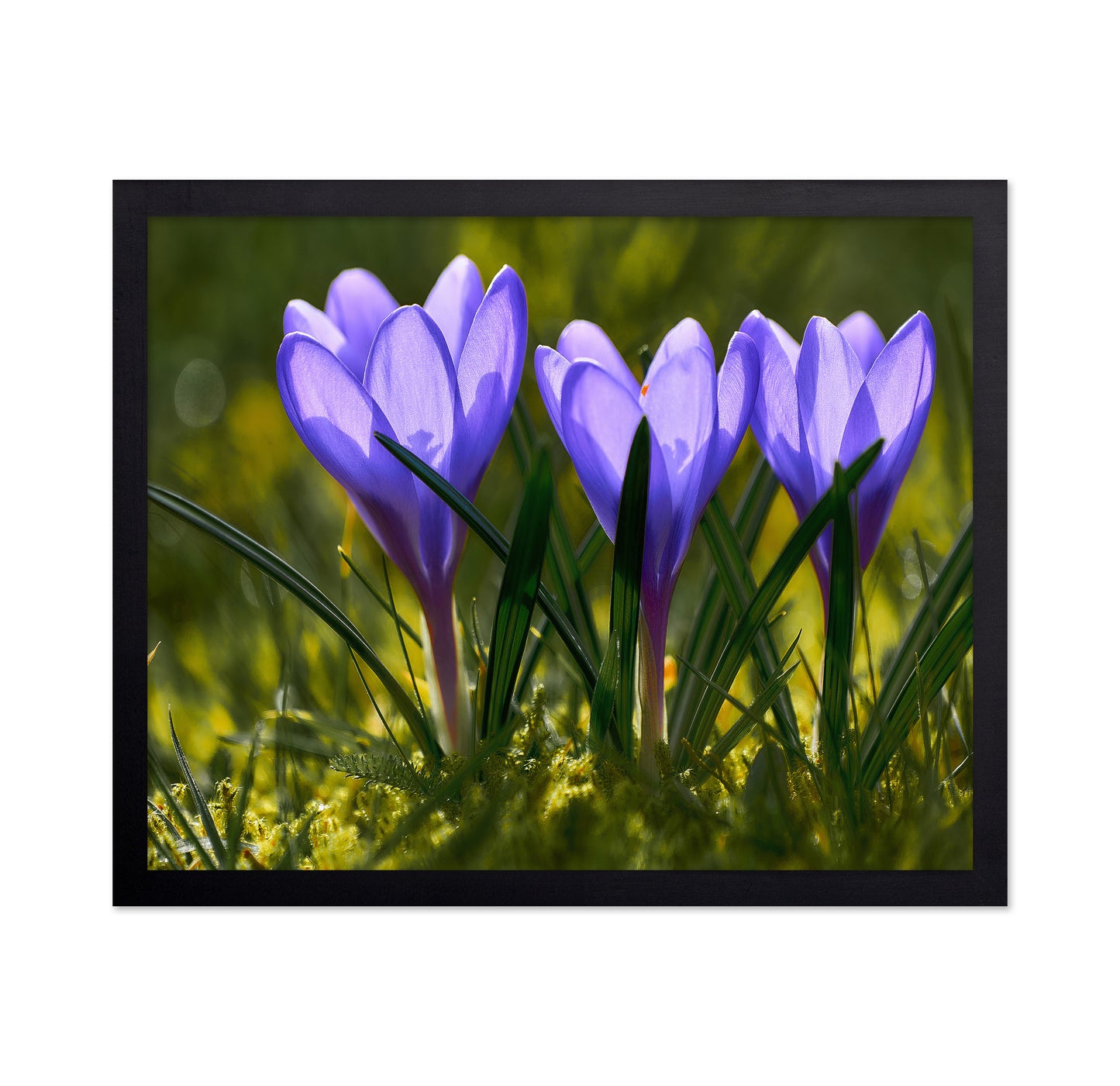 Three Crocuses