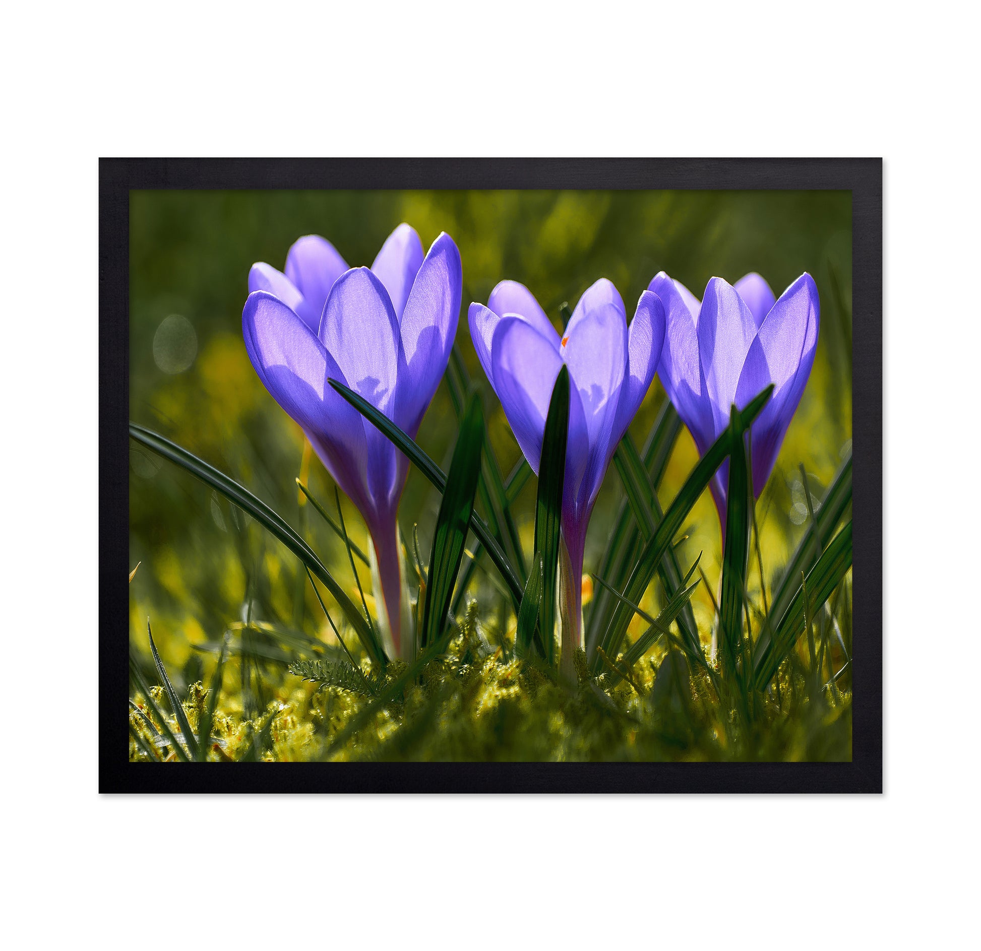 Three Crocuses