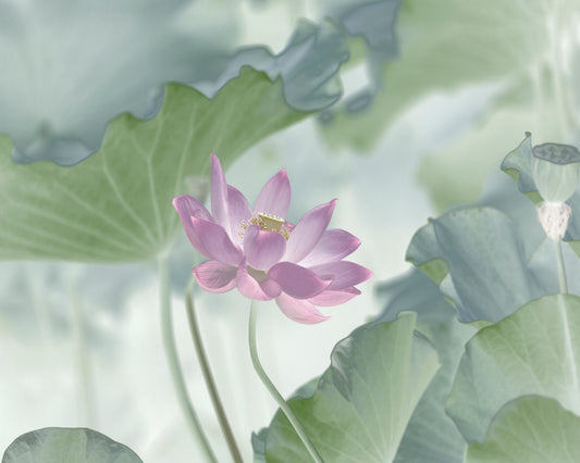 Pink Lotus