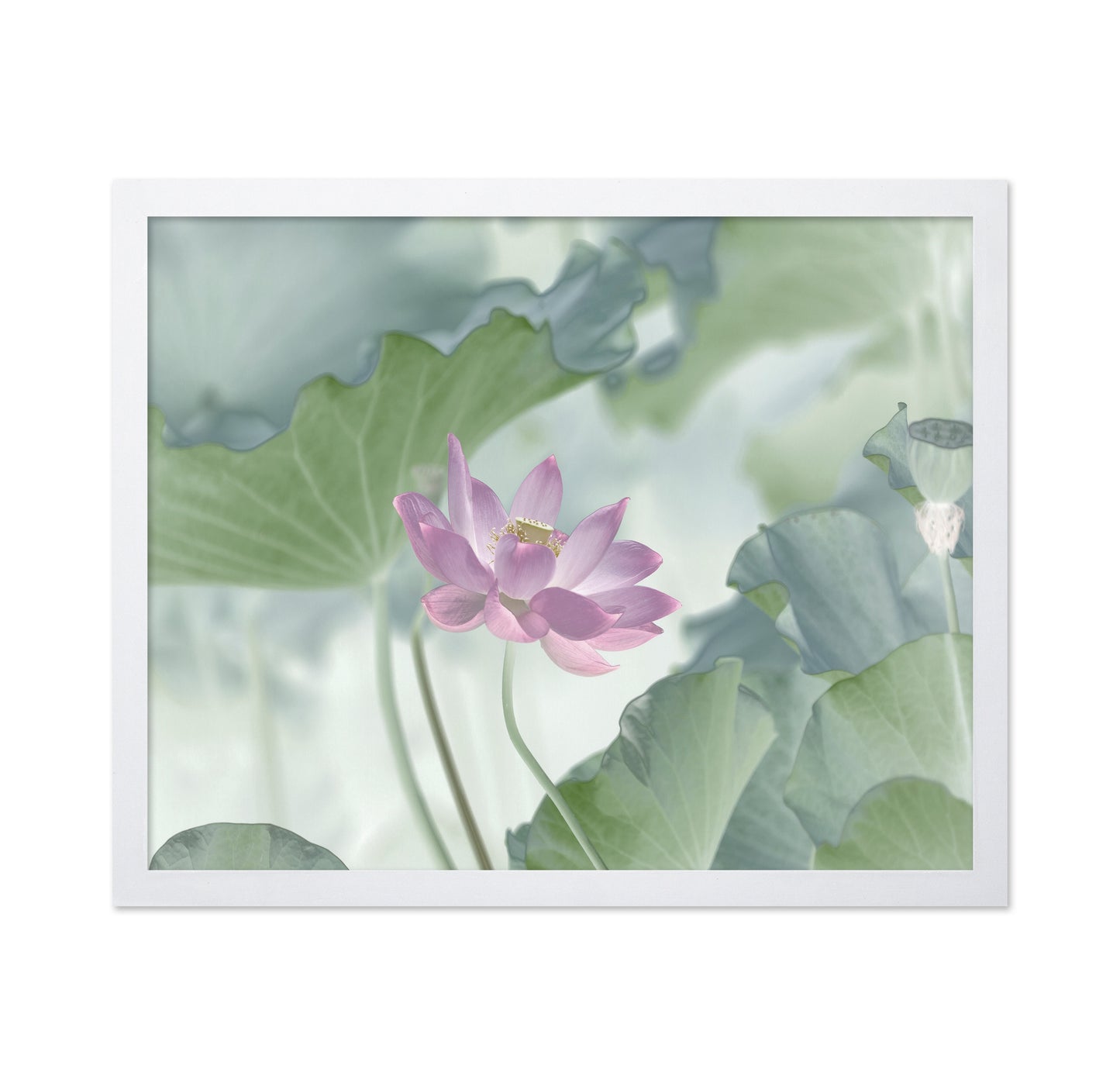 Pink Lotus