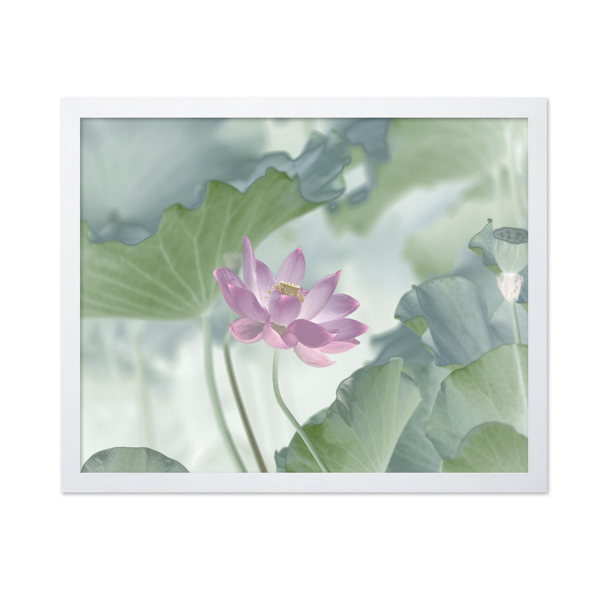 Pink Lotus