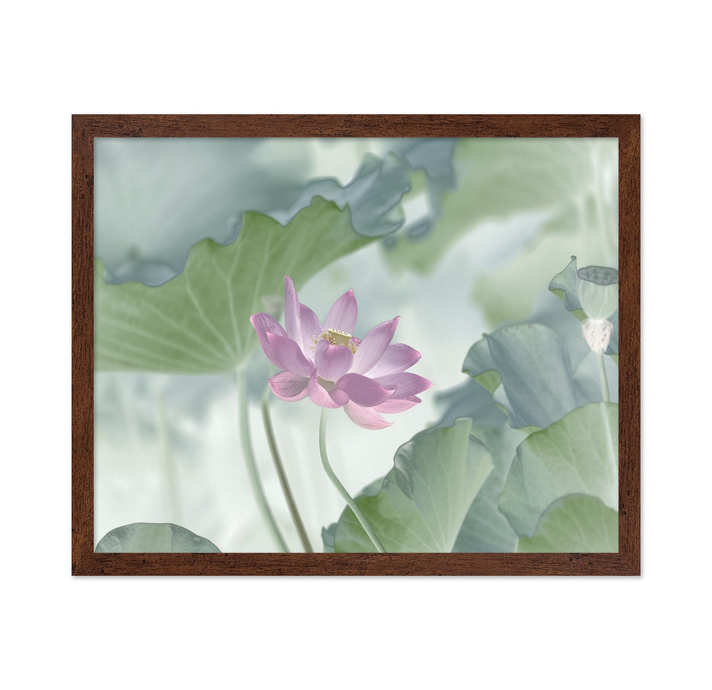Pink Lotus