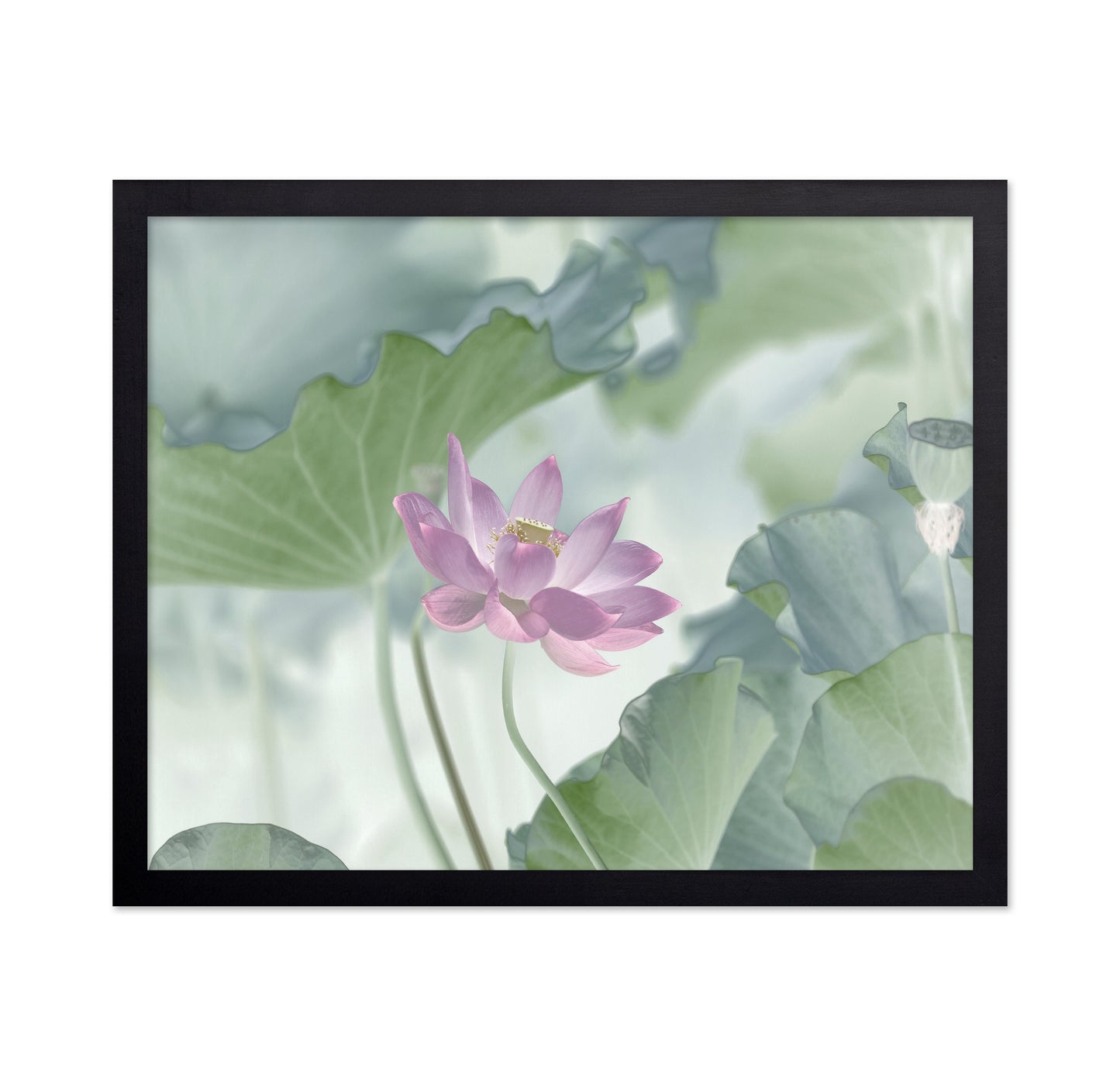 Pink Lotus
