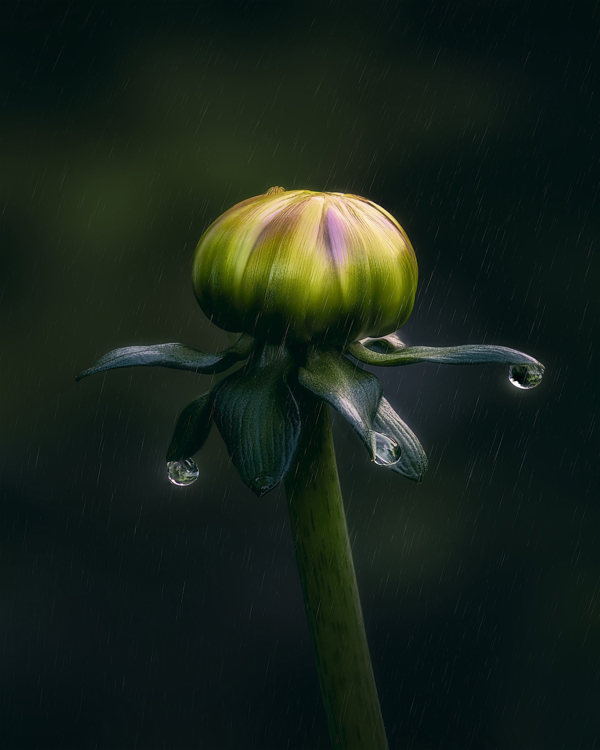 Dancer In The Rain