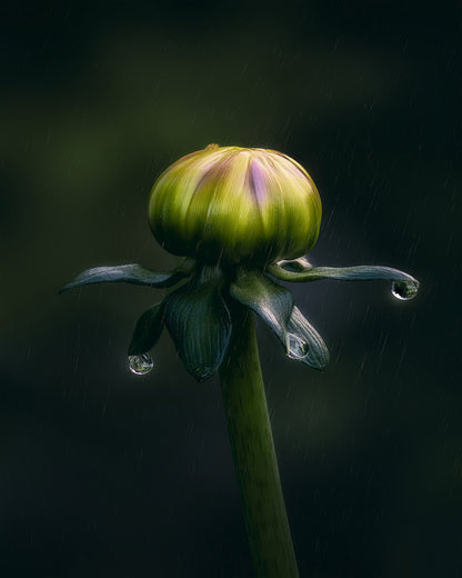Dancer In The Rain
