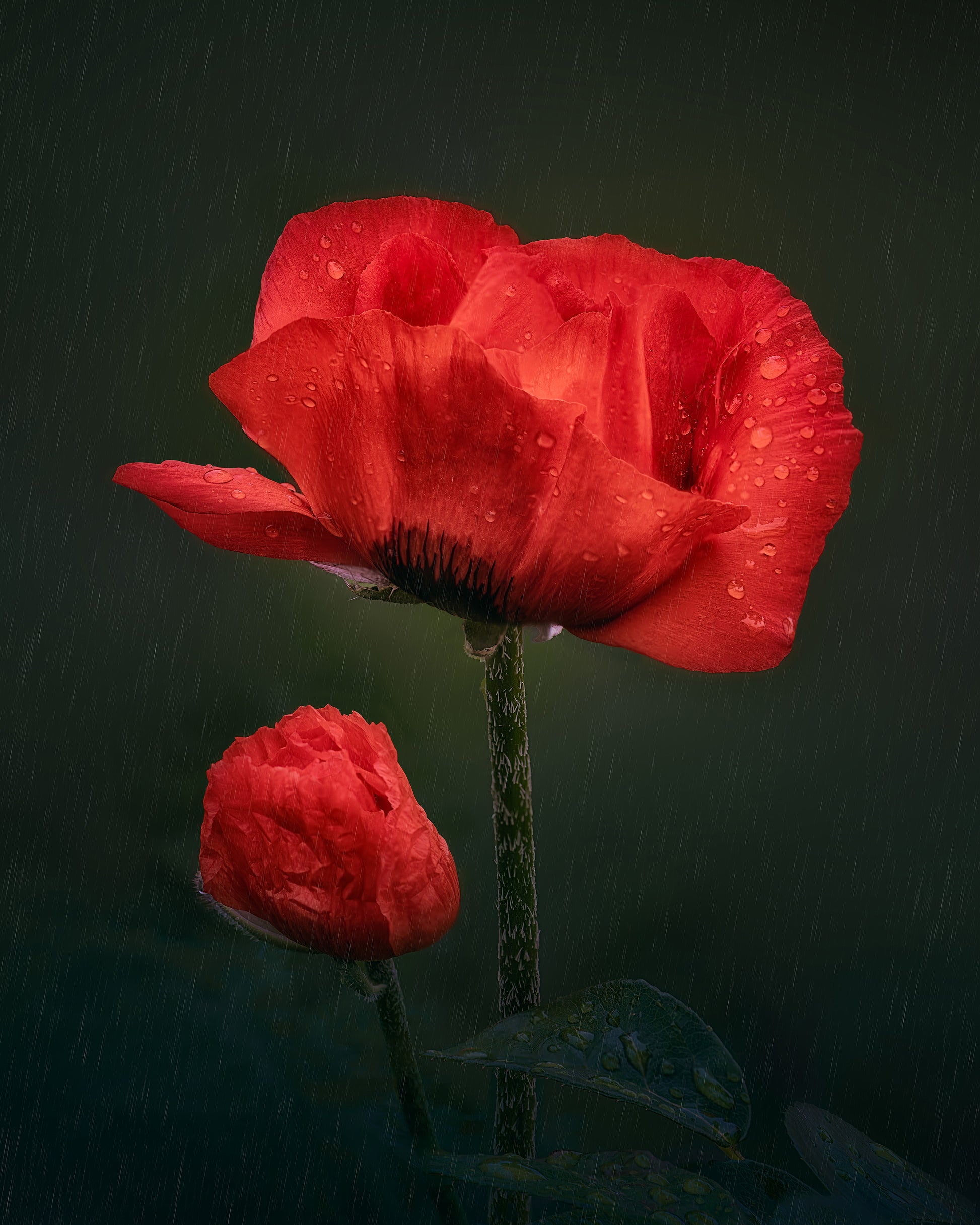Mother Is My Umbrella